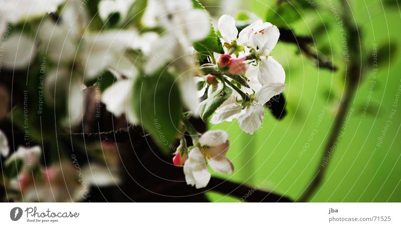 Frühling Blüte Baum Apfelbaum Biene saugen Staub Pollen Ernährung grün weiß Tiefenschärfe Unschärfe apfelbaumblüten Ast Lebensmittel Sommer