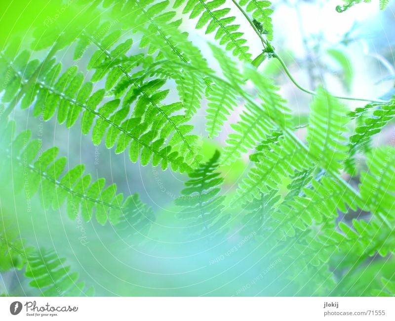 Much Farn Pflanze grün Natur Leben Unschärfe Nebel Licht Biologie verwaschen zart weich Echte Farne leaves Makroaufnahme blau blue wedel Graffiti hell