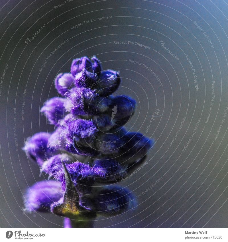 purple Natur Pflanze Blume Blüte Farbe Farbfoto Außenaufnahme Makroaufnahme Menschenleer Textfreiraum rechts