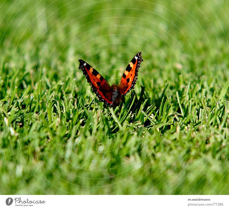 Schmetterling Gras geschnitten Sommer Wiese Feld Insekt Flügel