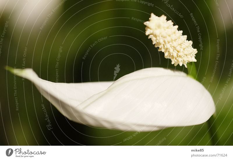 Blume weiß grün Pflanze Blüte Valentinstag Makroaufnahme