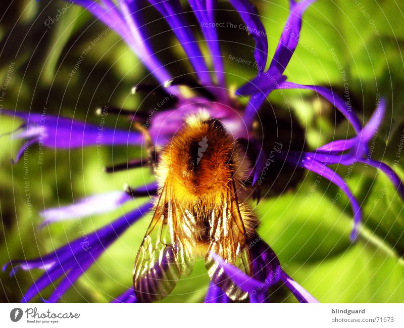 Bombus @ centaurea triumfettii Pflanze violett Blüte Sommer ästhetisch Wiesenflockenblume Korbblütengewächs Zierpflanze Hummel Sammlung Honig Insekt fleißig 6
