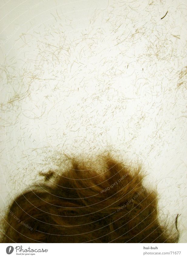 haarausfall Ausfall klein braun weiß mehrere Haare & Frisuren geschnitten Haarausfall Kopf viele plural Mensch friseusin liegen sitzen