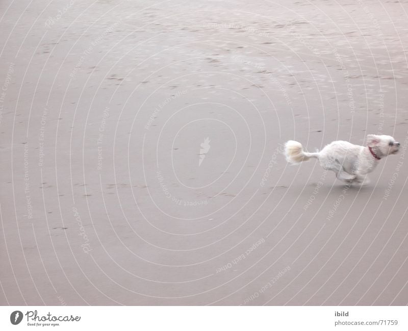 nixwieweg Strand Hund klein Geschwindigkeit Sand laufen lustig