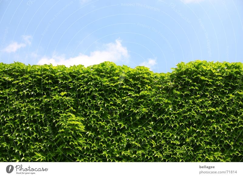 mauer aus wein Blatt Mauer grün Wein Wolken Grenzbefestigung frontal Außenaufnahme Hecke Wachstum überall blau horizintal Linie Natur vollgewachsen vollflächig