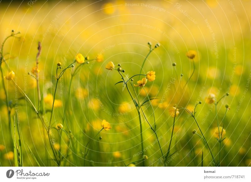 Gelbe Pracht III Umwelt Natur Pflanze Sonnenlicht Frühling Schönes Wetter Wärme Blume Blüte Hahnenfuß Wiese Blühend Wachstum frisch schön gelb grün
