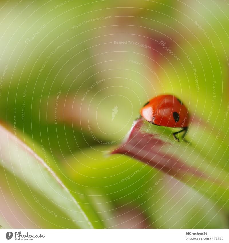 Glückskäfer Tier Wildtier Käfer Siebenpunkt-Marienkäfer Insekt 1 krabbeln laufen sitzen klein natürlich rund grün rot schwarz Lebensfreude Frühlingsgefühle