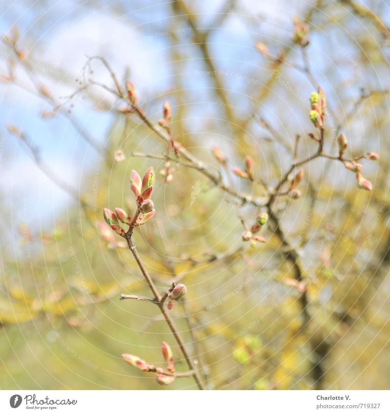 Knospen Umwelt Natur Pflanze Frühling Schönes Wetter Baum Blattknospe Zweige u. Äste Holz frisch hell natürlich blau gelb grün rosa Stimmung Frühlingsgefühle