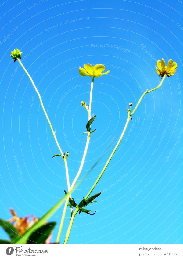 butterblume Wiese Sommer Blume Blüte grün Himmel Löwenzahn Natur blau Schönes Wetter Außenaufnahme