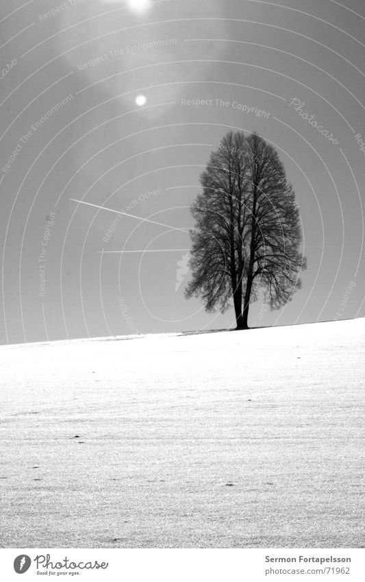 winterbaum Baum Winter Eiche Feld Waldrand weiß Flugzeug Wolken Kondensstreifen Blende Lichtfleck Einsamkeit Dezember Januar Februar Jahreszeiten Horizont