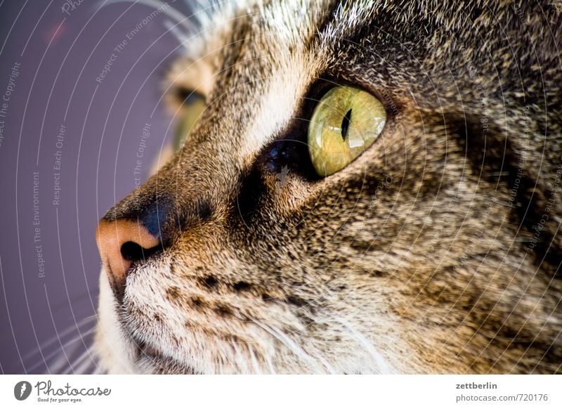 Mini Katze Tier Pelztier Tierporträt Blick seitwärts Profil Auge Nase Haare & Frisuren Katzenfreund Katzenauge Katzenkopf Allergie tierhaarallergie Jagd
