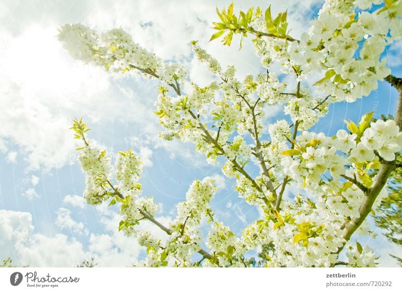 Blühen Frühling Landschaft Park Umwelt Natur Klima Wetter Schönes Wetter Himmel Wolken Baum Blüte Blatt Nutzpflanze Garten Umweltschutz Farbfoto Außenaufnahme