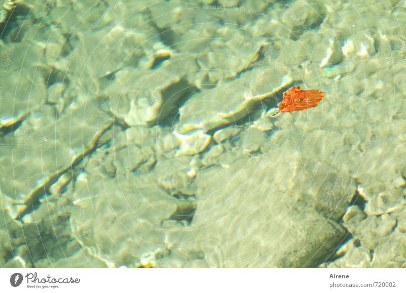 im Fluss Urelemente Wasser Blatt Wellen Bach Schwimmen & Baden Bewegung kalt grün orange rot Gelassenheit ruhig langsam fließen Im Wasser treiben Schweben
