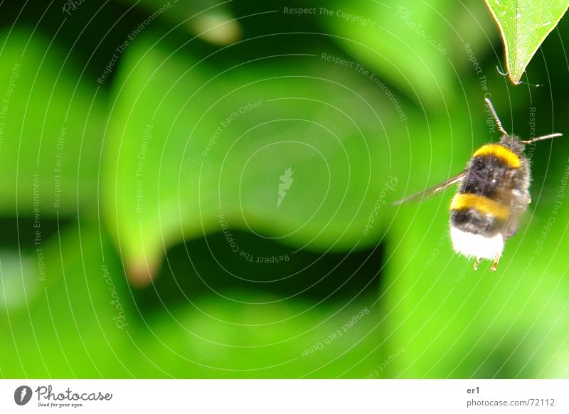Hummel grün Blatt Insekt Fühler klein Luft fliegen Flügel Natur Außenaufnahme