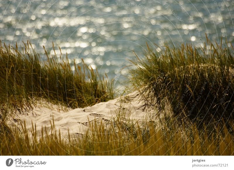 Hinter den Dünen, da Meer Stranddüne Sand Halm Schilfrohr Gras Küste Sommer Dänemark Skandinavien Freude Freizeit & Hobby Ferien & Urlaub & Reisen