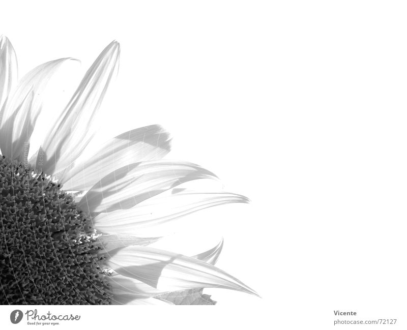 Helianthus annuus [monochrom] Sonnenblume schwarz weiß grau Monochrom Pflanze Blume Blütenblatt Schwarzweißfoto dezentral Ecke Natur