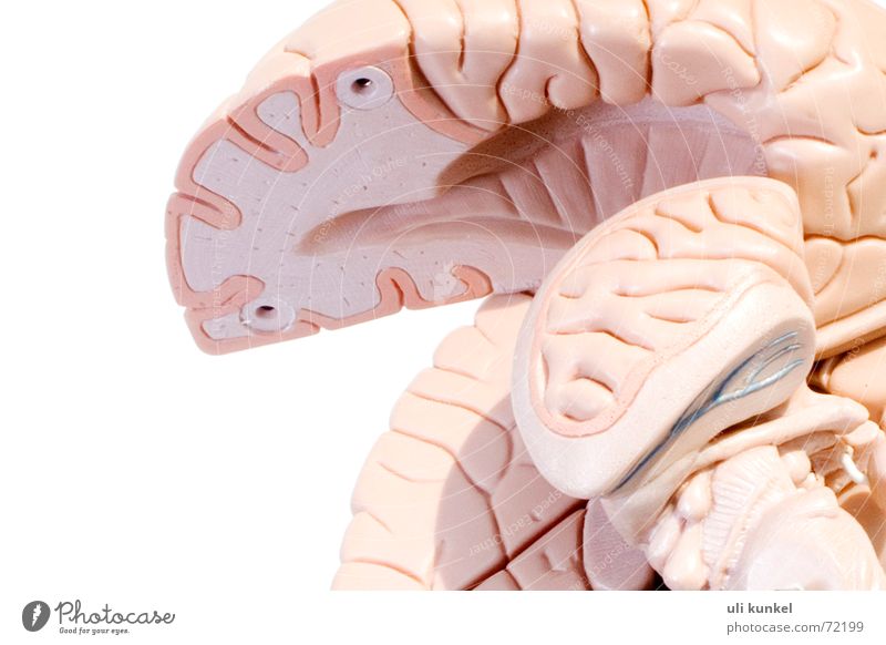 Gehirn Gehirn u. Nerven Anatomie Gesundheitswesen Gedanke klug Logik Erinnerung Verständnis Neurologie Kreis hirnhälfte brain Denken Wissen begreifen