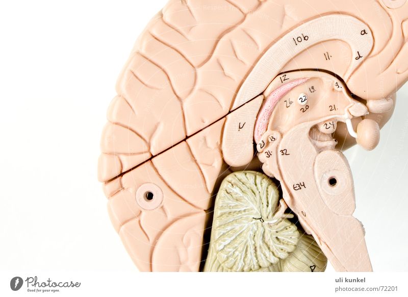 Gehirn Gehirn u. Nerven Anatomie Gesundheitswesen Gedanke klug Logik Erinnerung Verständnis Neurologie Kreis hirnhälfte brain Denken Wissen begreifen