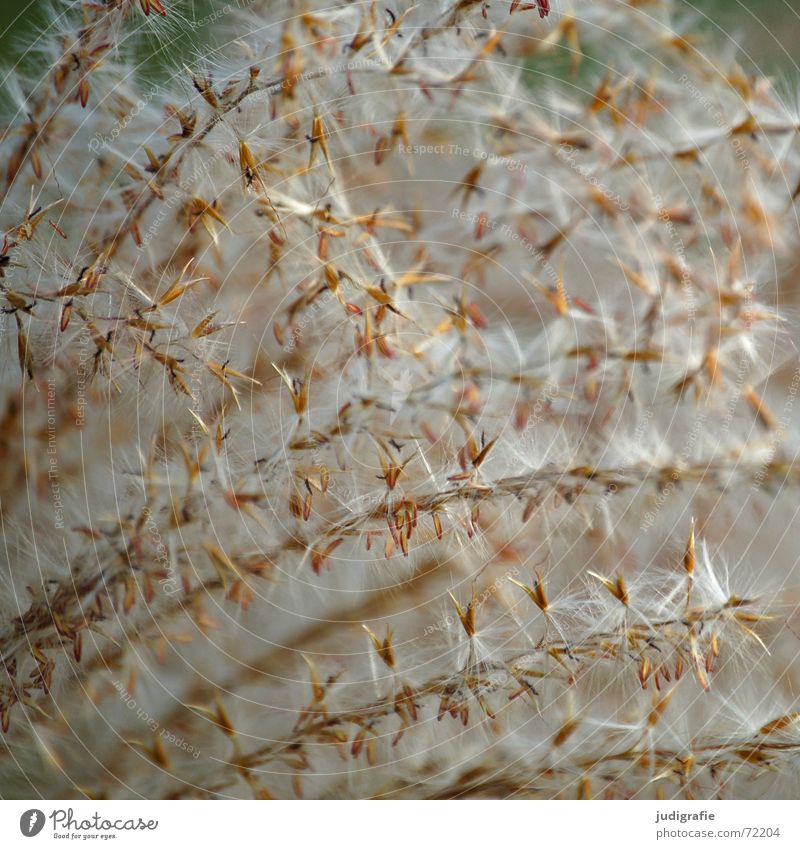 Gras schön Physik weich zart leicht Licht Halm Sommer Herbst Makroaufnahme Nahaufnahme rispen Natur Pollen Wärme