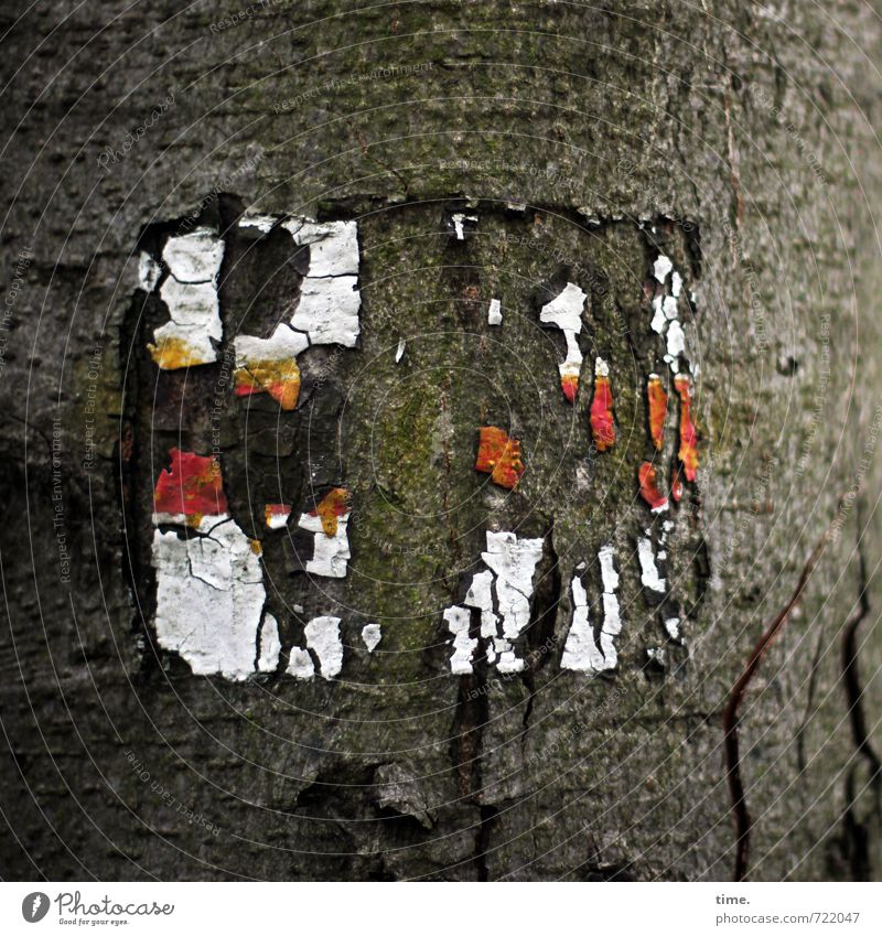 geheimnisvoll | Rätselspaß im Gimritzer Park Pflanze Baum Baumrinde Zeichen Schilder & Markierungen Hinweisschild Warnschild kuschlig Design Erwartung Idee