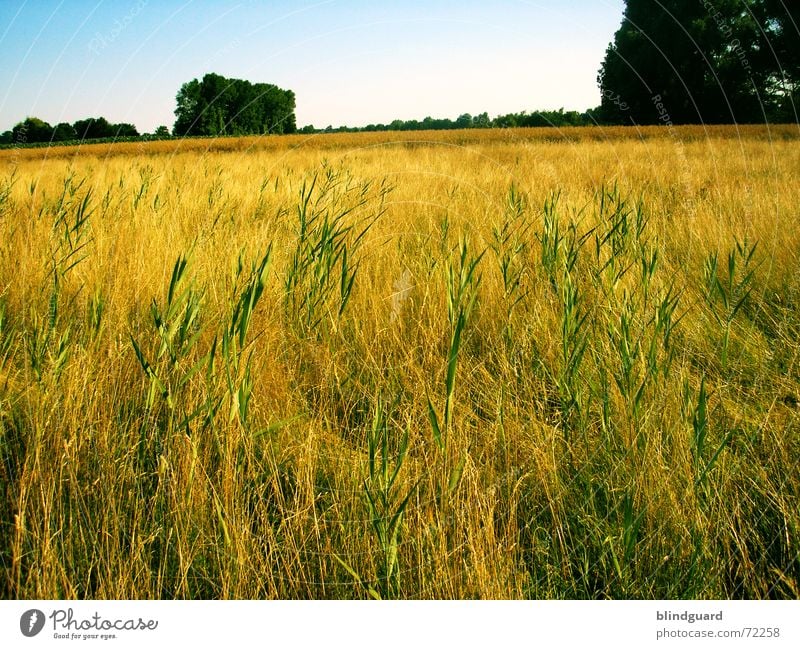 Durchwachsen Gras durchwachsen Weizen Sommer Physik Schweiß Kaugummi Feld Horizont Ähren Arbeit & Erwerbstätigkeit Arbeitsgeräte Weizenbier Baum Subvention