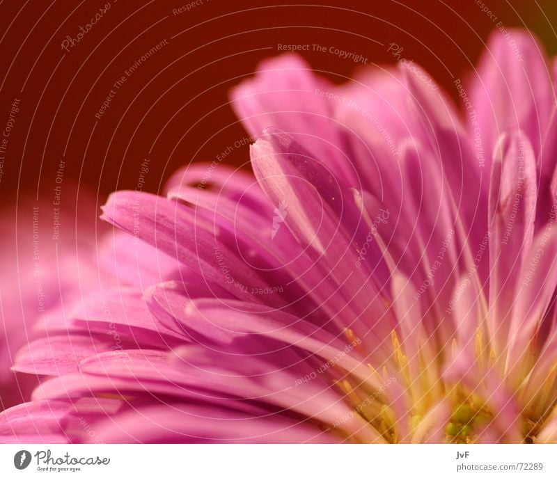blümschen no.2 Blume Blüte rosa schön Pflanze nah gelb Makroaufnahme Nahaufnahme Detailaufnahme