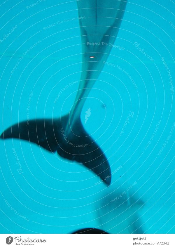 Delphinflosse Delphine türkis Tier Wildnis Wal Hochformat Meer Zoo Schwimmhilfe Wasser Unterwasseraufnahme blau