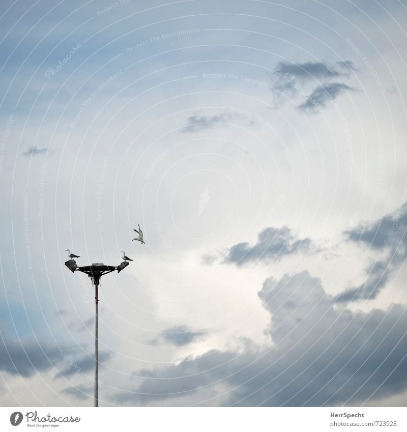 Platz da? Himmel nur Himmel Wolken Istanbul Türkei Hafenstadt Tier Wildtier Vogel 3 beobachten fliegen sitzen warten Konflikt & Streit Zusammenhalt Möwe