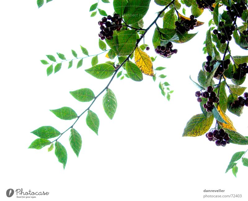 Unerwartete Früchte I Blatt Baum grün mehrfarbig Sommer Freundlichkeit Blüte reif Ornament Dekoration & Verzierung Sträucher weiß Licht Ast Beeren Frucht hell