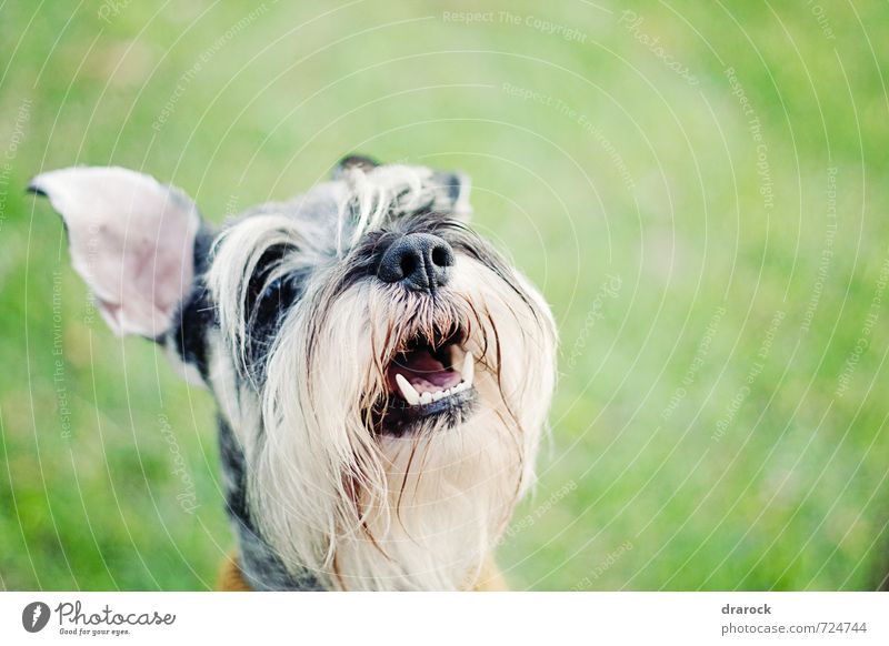 Glücklich Tier Haustier Hund 1 Lächeln grau grün weiß Freude Fröhlichkeit Tierliebe Drarock Farbfoto Außenaufnahme Detailaufnahme Morgen Schwache Tiefenschärfe