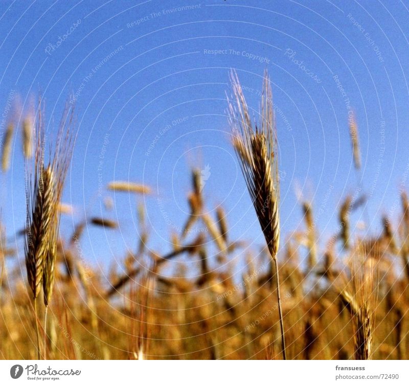 brot fürs volk Weizen Gerste Roggen gelb Sommer Erholung Feld Mehl Getreide blau Himmel