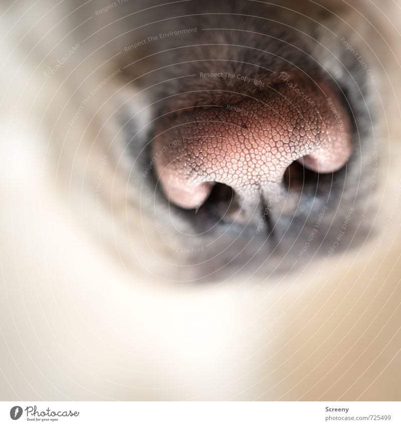 Radiergumminase Natur Tier Haustier Hund 1 Duft entdecken lustig Tierliebe Freude Freundschaft Neugier Nase Pore feucht feuchtkalt Geruch Farbfoto Nahaufnahme