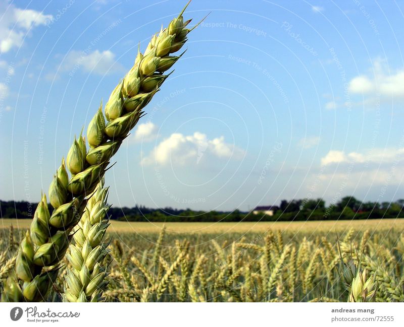 Die Ernte ist groß, doch der Arbeiter sind wenig... Ähren Weizen Feld Himmel einzeln Einsamkeit Natur Wolken field wheat Landschaft landscape sky blau blue Korn