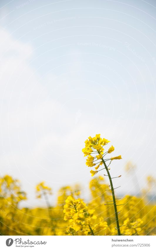 rape flowers Natur Pflanze Himmel Frühling Schönes Wetter Wiese Energie gelb Raps Farbfoto Außenaufnahme Menschenleer Textfreiraum oben Tag