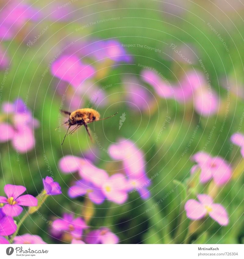 landeanflug. Natur Pflanze Tier Frühling Sommer Wildtier Biene 1 fliegen Blüte bestäuben Rüsselkäfer Insekt Farbfoto Außenaufnahme Nahaufnahme Menschenleer