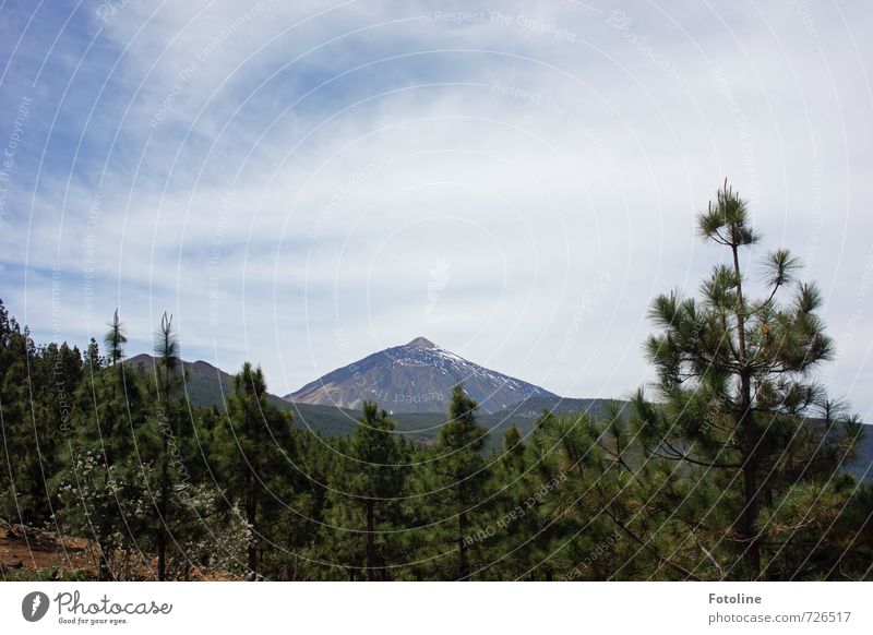 Teide - Teneriffa Umwelt Natur Landschaft Pflanze Himmel Wolken Sonnenlicht Sommer Schönes Wetter Baum Felsen Berge u. Gebirge Vulkan hell blau grün weiß Kiefer