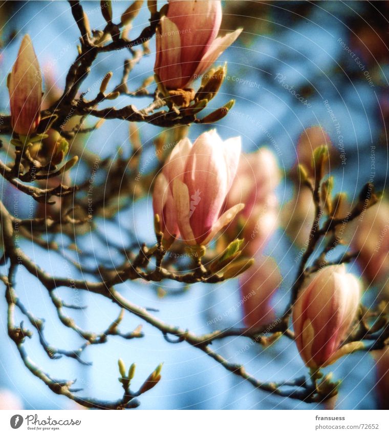 magnolia Magnoliengewächse Baum Blüte rosa Sommer leicht Fröhlichkeit schön Pflanze blau Himmel Blütenknospen Blühend