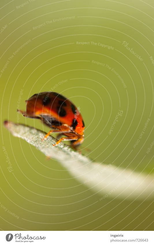 Hoppa Natur Pflanze Tier Blatt Käfer Marienkäfer Insekt 1 Zeichen festhalten hocken krabbeln klein natürlich niedlich grün rot schwarz Glück Bewegung Stimmung