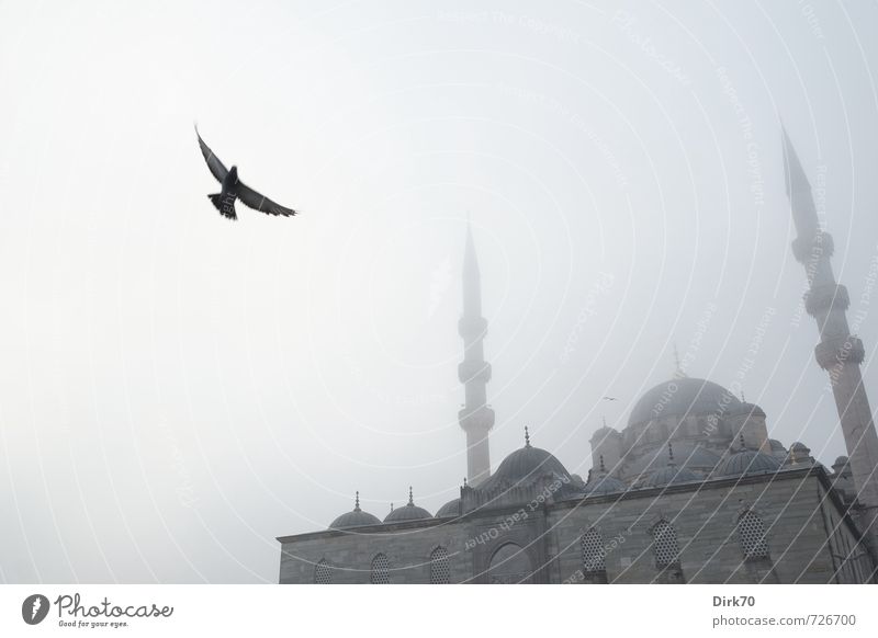 Tiefflieger im Morgennebel exotisch Städtereise Nebel Istanbul Türkei Moschee Minarett Fassade Kuppeldach Vogel Taube fliegen dunkel fantastisch historisch kalt