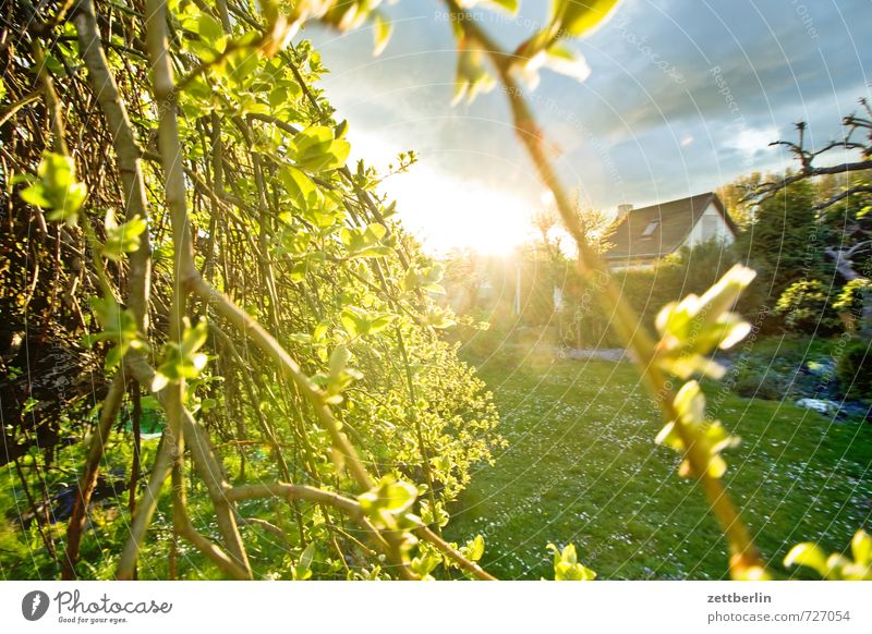Die Sonne. Sie geht unter. harmonisch Wohlgefühl Haus Umwelt Natur Landschaft Klima Klimawandel Wetter Schönes Wetter Baum Sträucher Garten Park Zufriedenheit