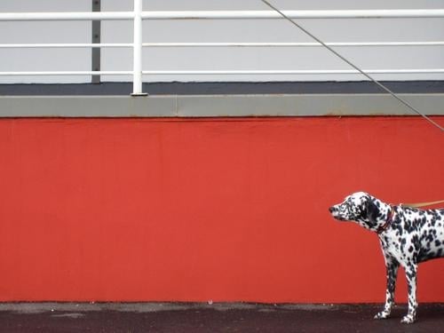 watch out now Hund Wand rot Dalmatiner Erwartung Einsamkeit verloren schwarz weiß gepunktet angekettet rote wand Kontrast obacht beobachten hundeleine Geländer