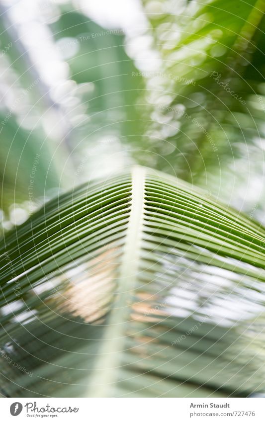 Palmenblatthintergrund Lifestyle Natur Pflanze Sommer Schönes Wetter Baum Blatt Palmenwedel ästhetisch authentisch einfach natürlich grün Stimmung Sehnsucht