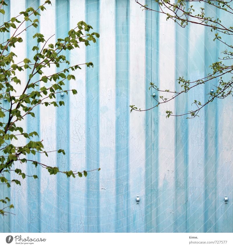 Greenwashing Frühling Baum Grünpflanze Mauer Wand Blech Wachstum blau grün Bewegung Partnerschaft Design entdecken Gelassenheit Zufriedenheit Leichtigkeit