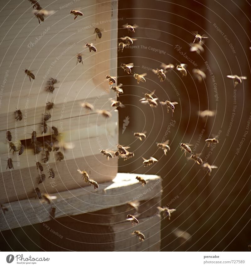 volkstanz Tier Biene Schwarm Zeichen rennen fliegen füttern machen Häusliches Leben authentisch nachhaltig natürlich klug stachelig Wärme wild Bienenstock