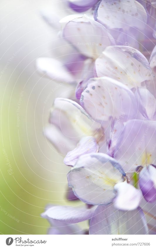 Falscher Flieder Umwelt Natur Pflanze Blume Blüte blau violett Pastellton Glyzinie Blütenknospen Blütenblatt Blütenpflanze Blütenstauden Blütenkette