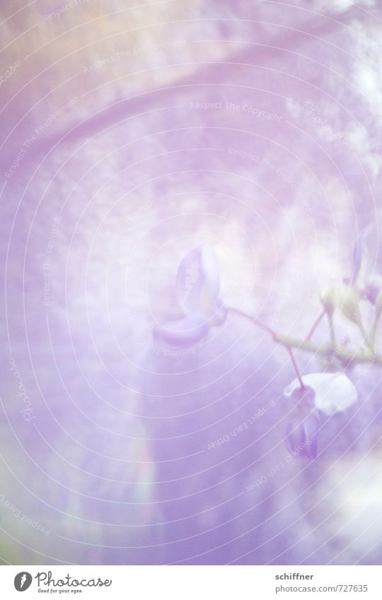 und alles verschwimmt... Pflanze Blüte exotisch Kitsch violett Erholung Gefühle Hoffnung Inspiration Leichtigkeit ruhig Glyzinie Blütenknospen Blütenpflanze