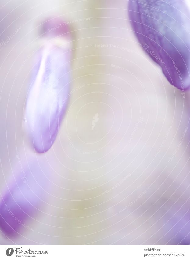 Nasenbär Pflanze Blume Blatt Blüte violett Glyzinie Hintergrundbild Blütenknospen Blütenblatt Blütenstauden blütenblattartig Blühend Schwache Tiefenschärfe