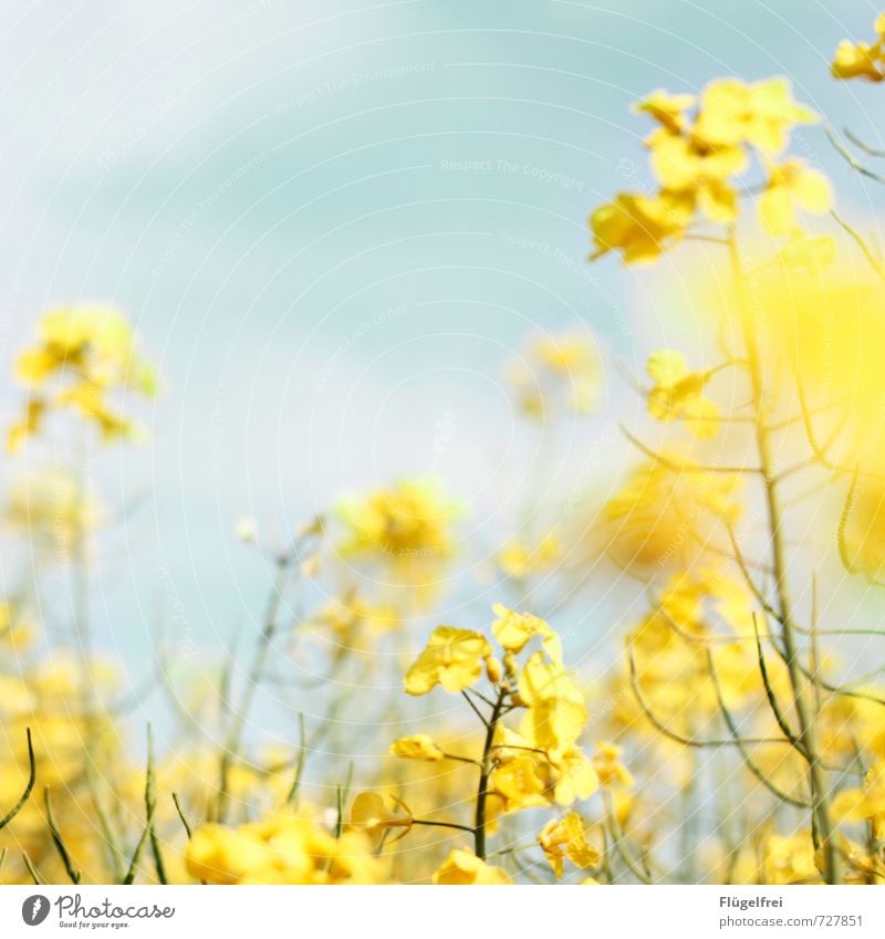 gelb Natur Pflanze verblüht Raps Feld Wiese Wachstum Blühend Blüte mehrfarbig Himmel (Jenseits) Farbfoto Außenaufnahme Textfreiraum oben Tag Sonnenlicht