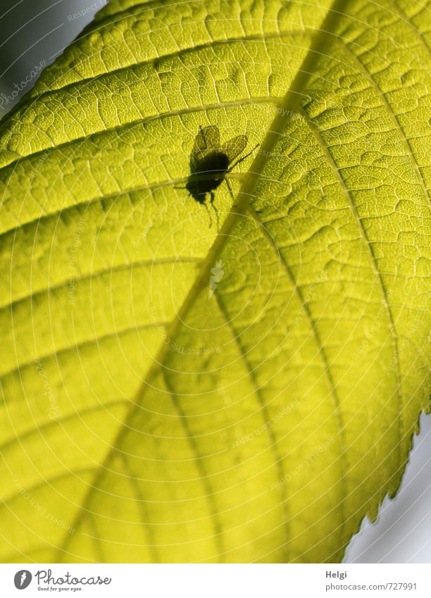 ich seh dich... Umwelt Natur Pflanze Blatt Kastanienblatt Blattadern Tier Fliege 1 leuchten stehen Wachstum außergewöhnlich klein natürlich oben grün schwarz