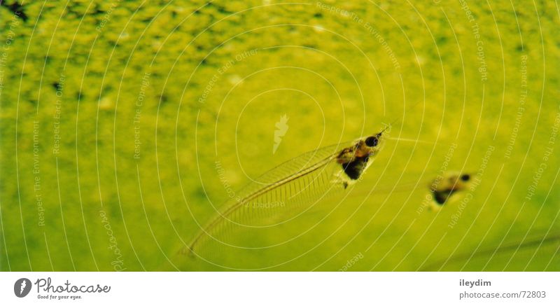 Durchblick Algen grün durchsichtig Glas tauchen Aquarium Fisch Wasser Klarheit durchgucken glaswelse Wels paarweise Tierpaar Schwimmen & Baden